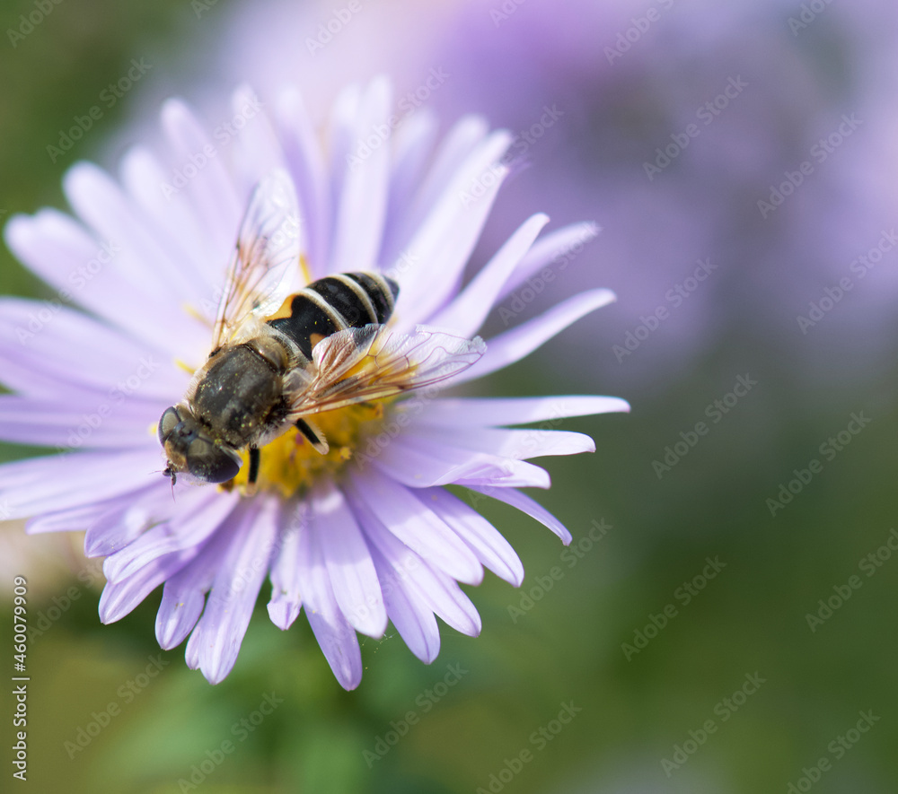 bee on a flower bee on a flower