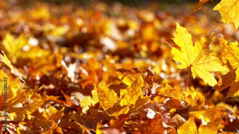 Super slow motion of falling autumn maple leaves. Filmed on high speed cinema camera, 1000 fps.