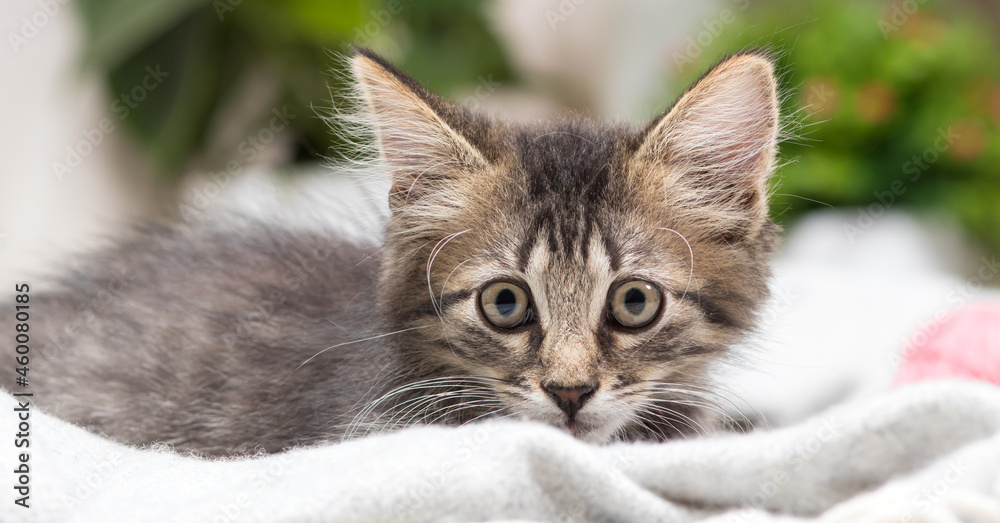 Attentive gray fluffy kitten looks into the camera close-up banner. Attentive gray fluffy kitten looks into the camera close-up banner.