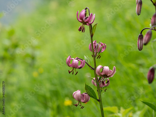 Closeup of a martagon lily in the Austrian alps