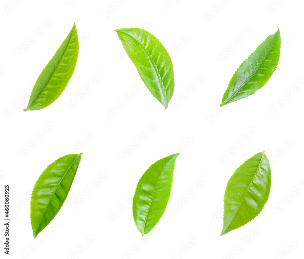 Green tea leaf collection isolated on white background Green tea leaf collection isolated on white background