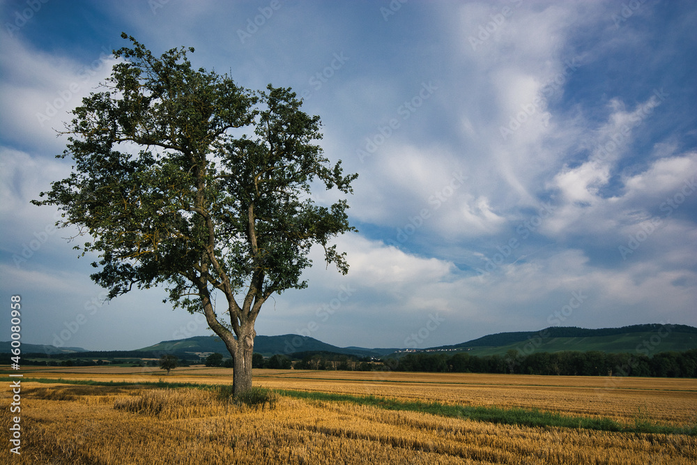 Morning on a field with one tree to the left in Hohenhaslach