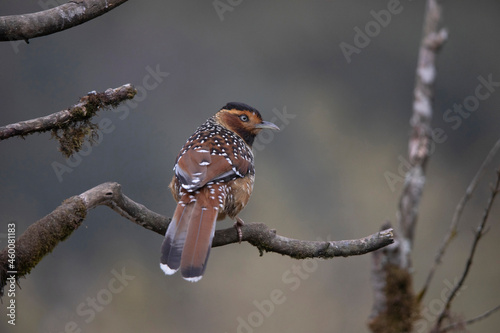 Spotted Laughingthrush, Lanthocincla ocellata, Nepal photo