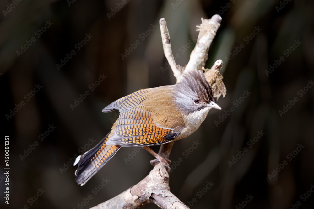 Hoary throated Barwing, Actinodura nipalensis, Nepal Hoary throated Barwing, Actinodura nipalensis, Nepal