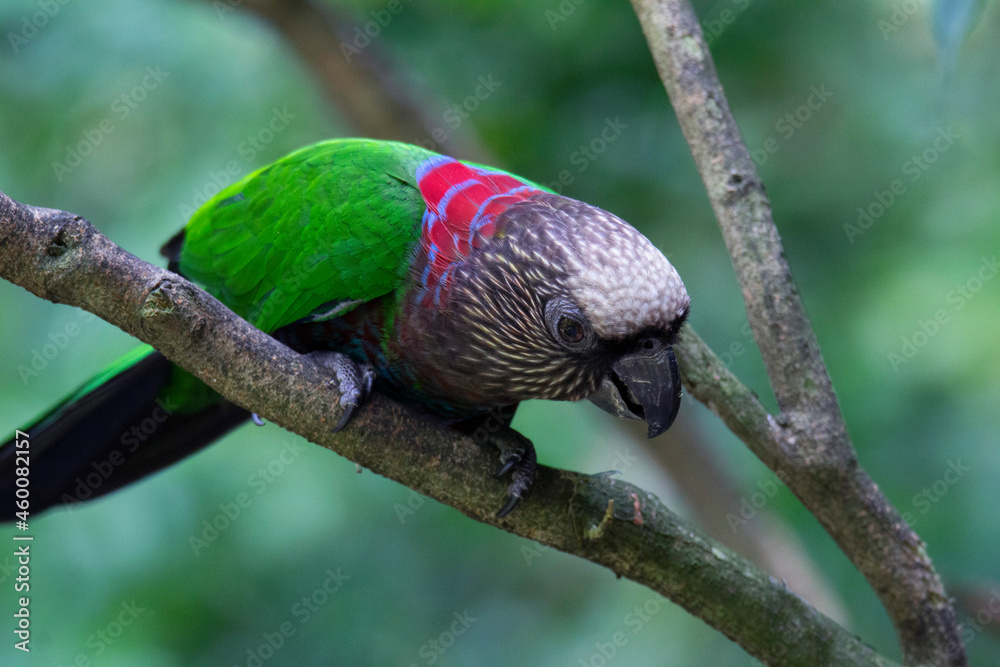 Obraz premium Red fan parrot also known as the hawk-headed parrot, is an unusual New World parrot hailing from the Amazon Rainforest. It is the only member of the genus Deroptyus