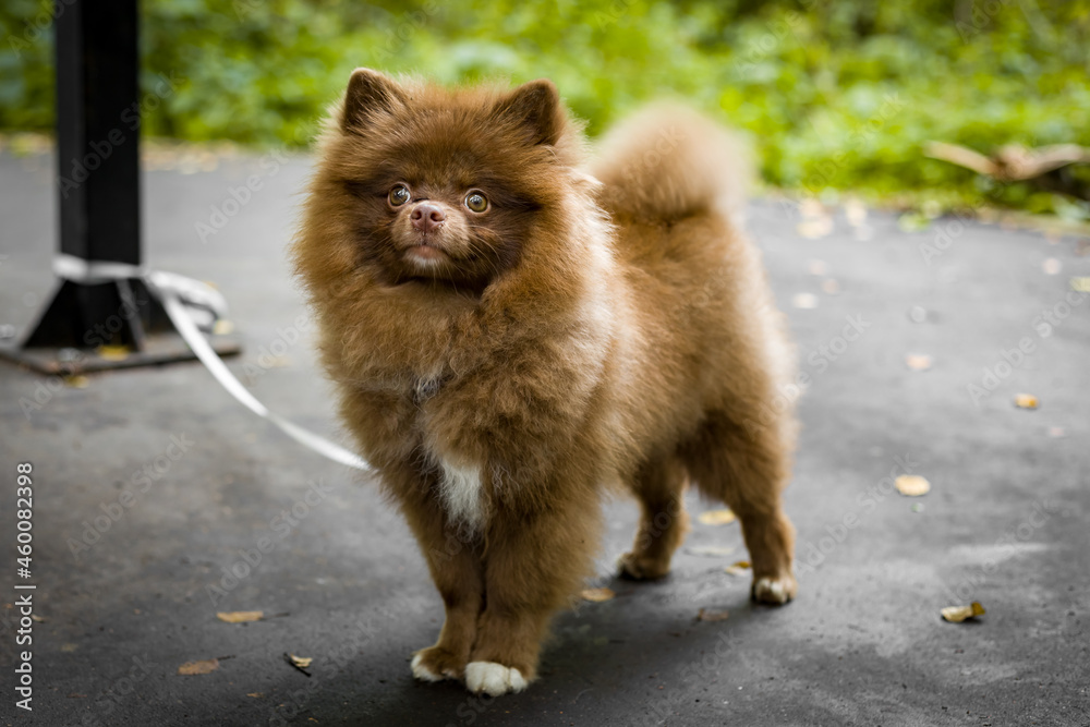 brown dog breed Spitz, puppy pet