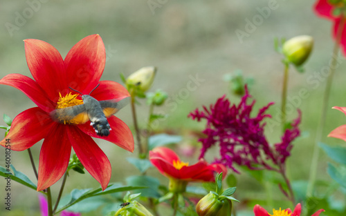 even hummingbirds  © Costache Sabin