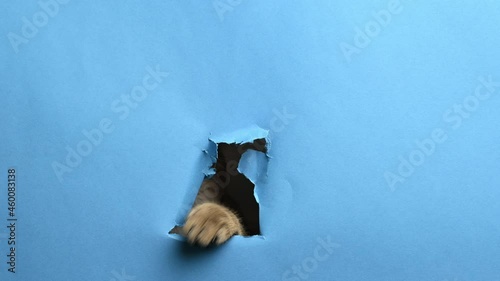 adult british straight cat tears a hole in a blue paper. Looks out of the hole, funny face