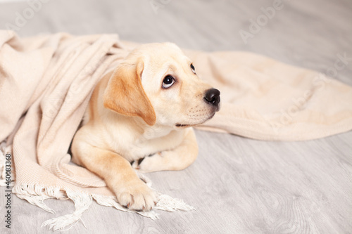 Cute Labrador puppy lies on the floor under the blanket of the house. Pet. Dog.