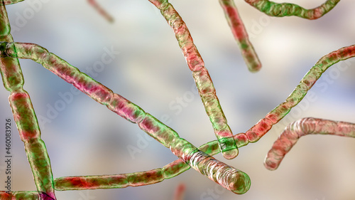 Nocardia bacteria, 3D illustration photo