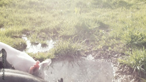 Close up shot of Pigs on organic farm. Domestic pigs running free on an organic farm drink water from a muddy puddle on a sunny day.