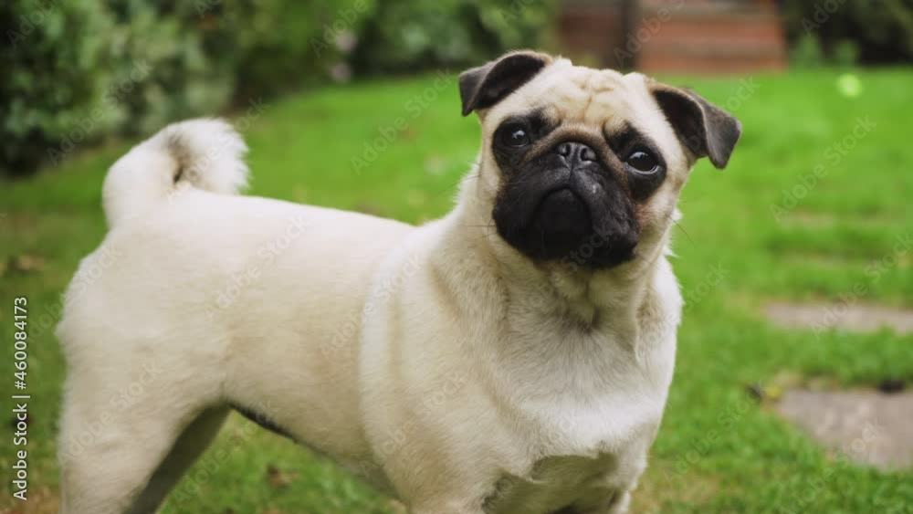 Adorable Pug dog reacting to sounds in the garden. Pet. Mid shot. 4K Adorable Pug dog reacting to sounds in the garden. Pet. Mid shot. 4K