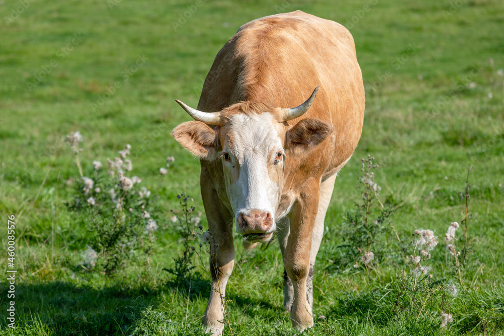Close up of a brown cow chewing the cud. Green grass and  in the background.