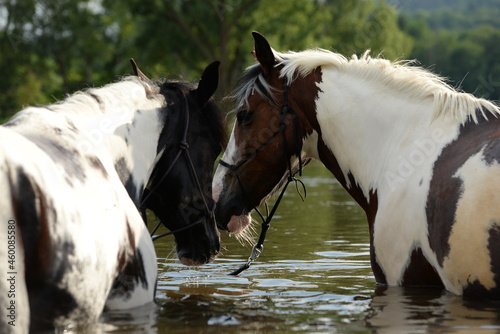 Gescheckte Pferde beim Baden im Fluß © Grubärin