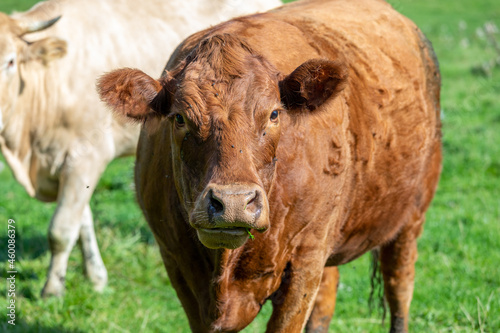 Close up of a dark brown cow chewing the cud. Green grass and in the background.