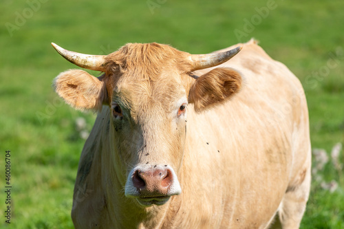 a close up on the head of a cow with flies