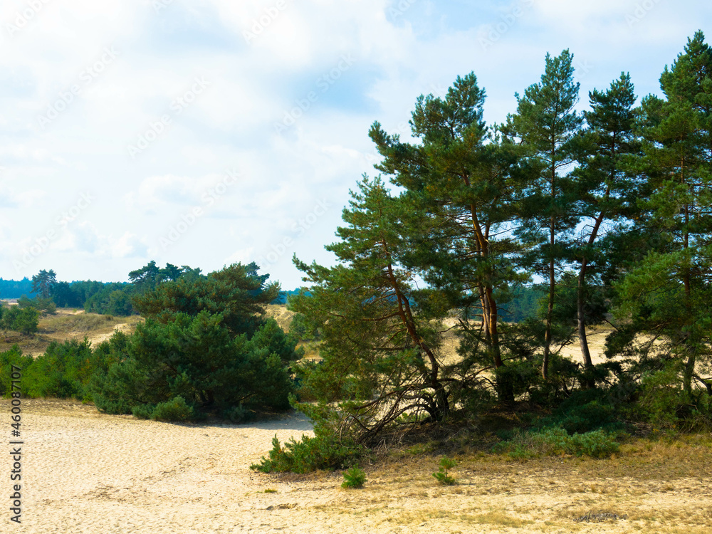 Panoramic view of Nature Reserve Hulshorsterzand on the Veluwe in the Netherlands
Pinewoods and drift sand of Hulshorster Zand near Nunspeed. Veluwe, Gelderland, Netherlands. Hiking area. Panoramic view of Nature Reserve Hulshorsterzand on the Veluwe in the Netherlands
Pinewoods and drift sand of Hulshorster Zand near Nunspeed. Veluwe, Gelderland, Netherlands. Hiking area.