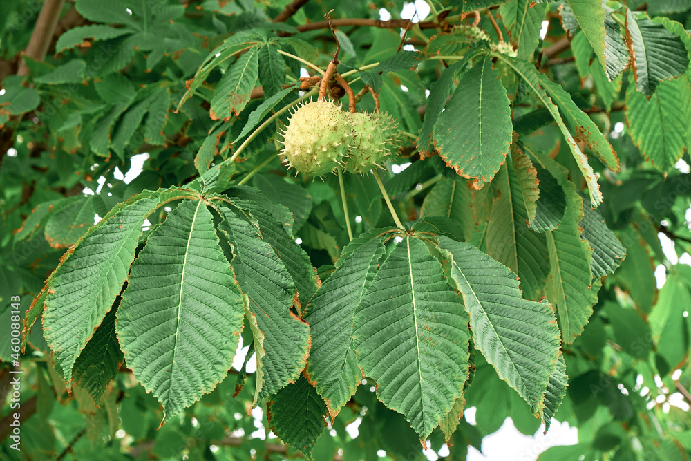 Thorny fruits on branches of the Aesculus hippocastanum tree, commonly known as horse chestnut or conker tree, on sunny autumn day. Thorny fruits on branches of the Aesculus hippocastanum tree, commonly known as horse chestnut or conker tree, on sunny autumn day.