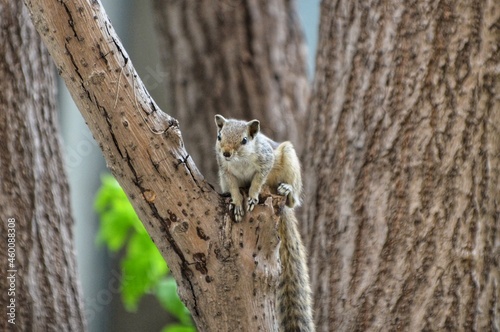 Squirrel on tree