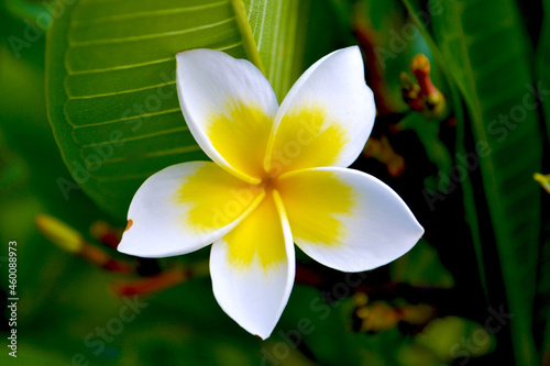 Yellow Frangipani Flower