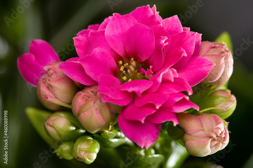 pink flower