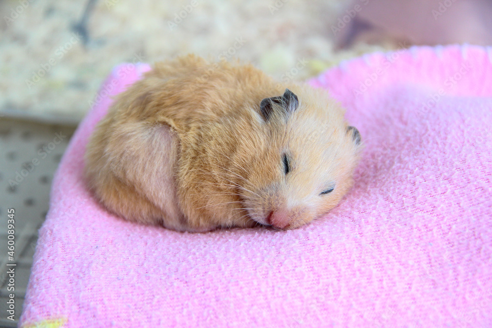 Syrian hamster sleeps on pink blanket Syrian hamster sleeps on pink blanket