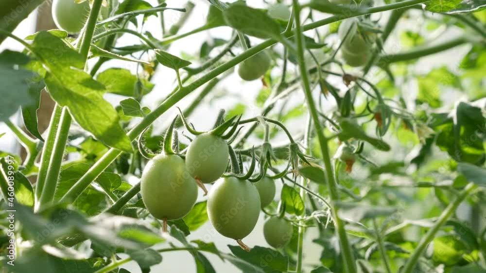 Sunny day in a greenhouse, grown tomatoes. Ripening green tomatoes on the branches among the leaves. Cultivation of healthy vegetables. Organic farming business. Sunny day in a greenhouse, grown tomatoes. Ripening green tomatoes on the branches among the leaves. Cultivation of healthy vegetables. Organic farming business.