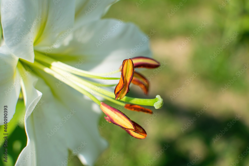 Beautiful white lily in a blooming garden. Beautiful white lily in a blooming garden.