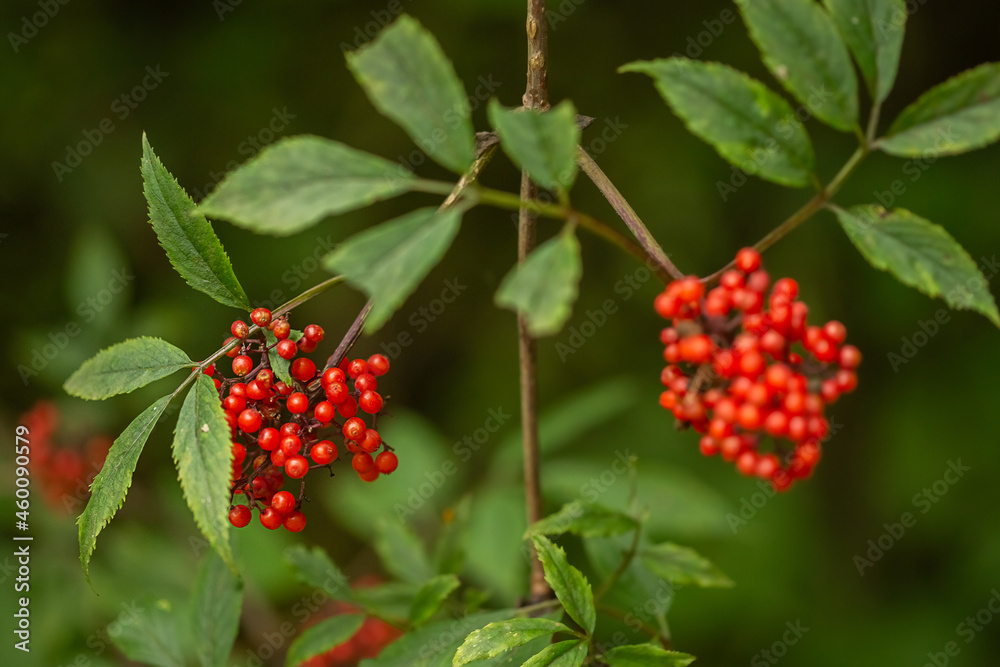 Ripe red-orange rowan berries close-up growing on the branches of a rowan tree Ripe red-orange rowan berries close-up growing on the branches of a rowan tree