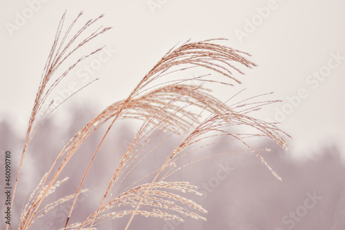 Suche trawy  trawy ozdobnena plakat w stylu boho  miskant chi  ski. Dry grass  poster.