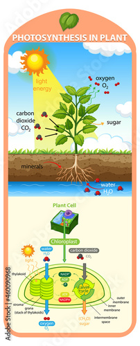 Diagram showing process of photosynthesis in plant