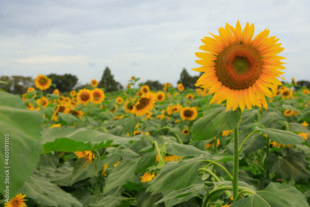 Obraz premium field of sunflowers