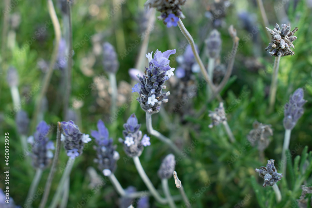 Obraz premium lavender in the field