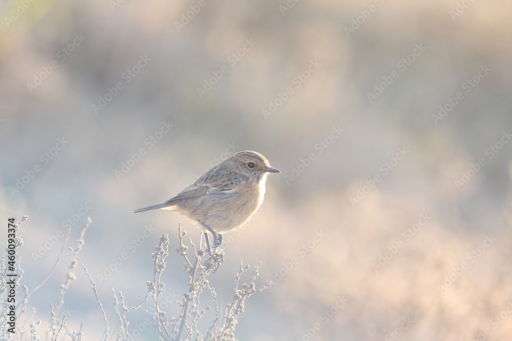 European stonechat 