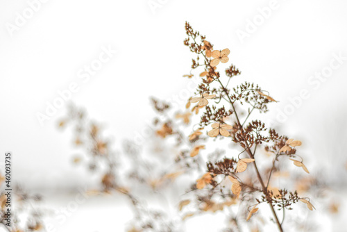 Suche kwiaty hortensji bukietowej, kwiaty ozdobne na plakat w stylu boho, hortensja bukietowa. Dry hydrangea, poster.