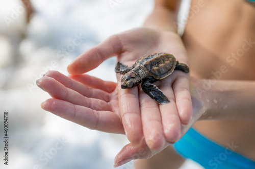 Little Sea Turtle Cub, Crawls along the Sandy shore in the direction of the ocean to Survive, Hatched, New Life, Saves, Way to life, Tropical Seychelles, footprints in the sand, forward to a new life photo