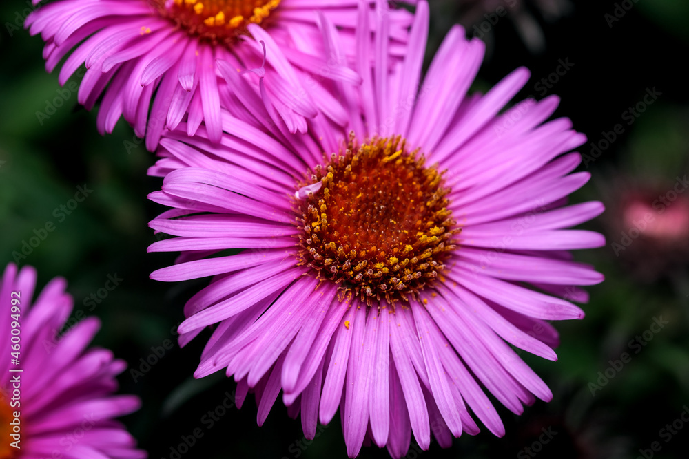 Art postcard macro photography Art postcard macro photography