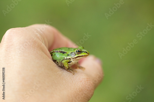 Human Hand holds a green frog, selective focus, green blurred background