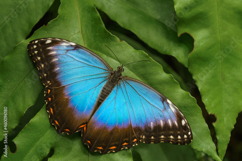 Peleides blue morpho - blue tropical butterfly on the green leaf photo