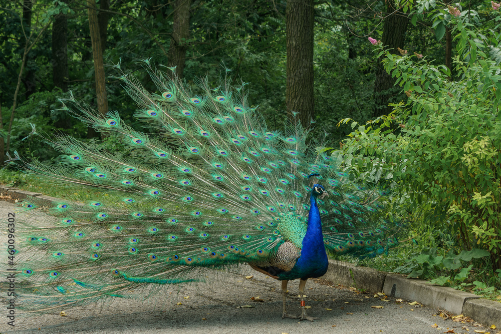 Obraz premium Proud peacock with colored feather
