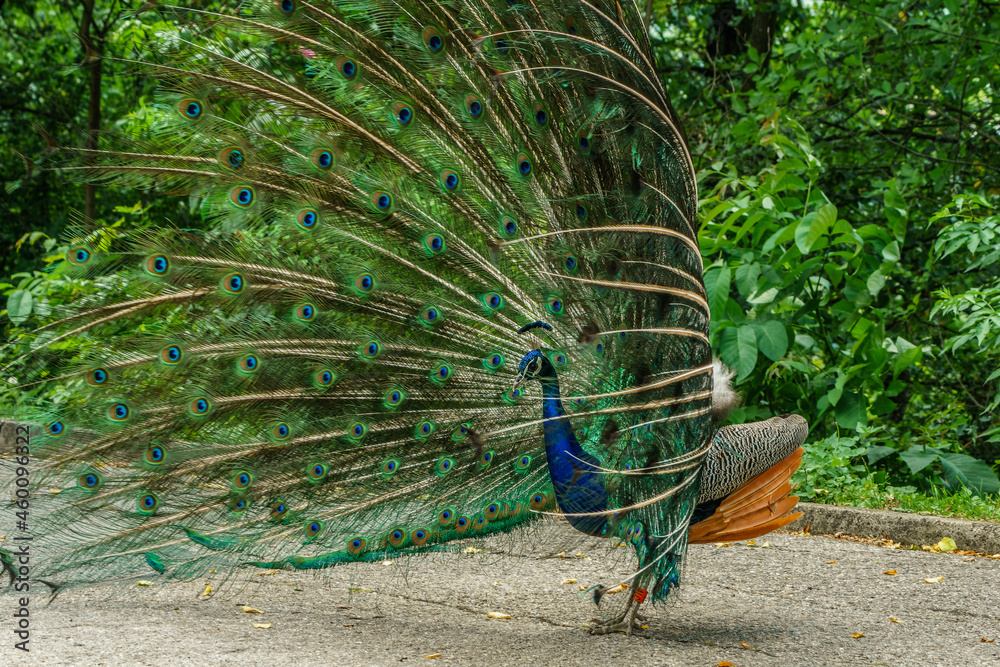 Obraz premium Proud peacock with colored feather