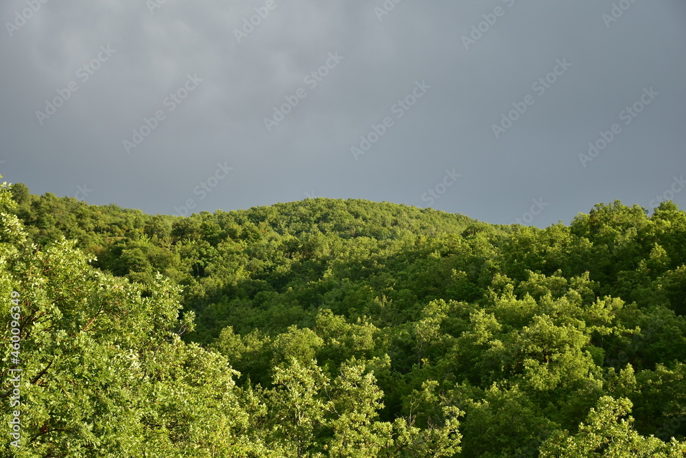 Obraz premium Green oak tree forest with black clouds over