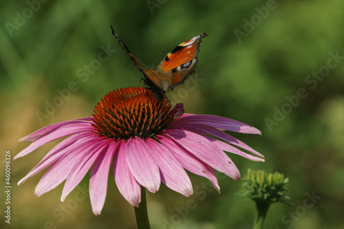 European peacock butterfly on the pink flower