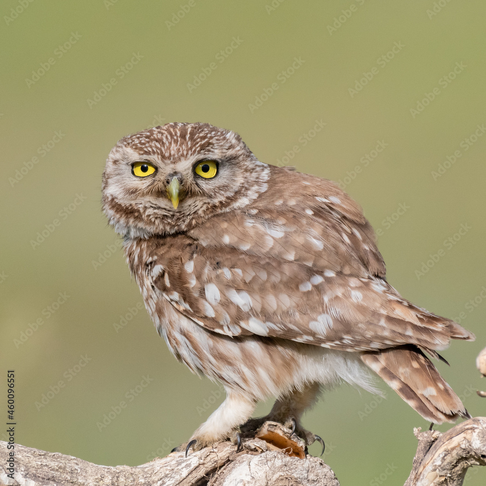 Obraz premium little owl Athene noctua. In the wild