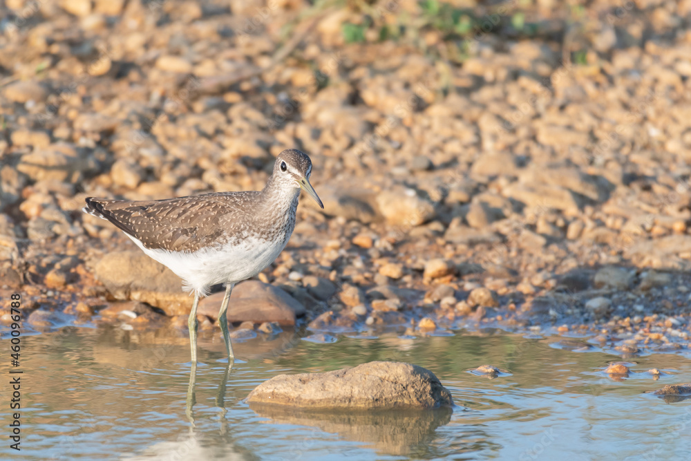 Green sandpiper, Tringa ochropus, single bird in water, in the wild Green sandpiper, Tringa ochropus, single bird in water, in the wild