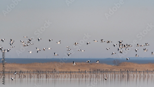 Many Wild geese flying against the sky. Common shelduck tadorna tadorna © Tatiana