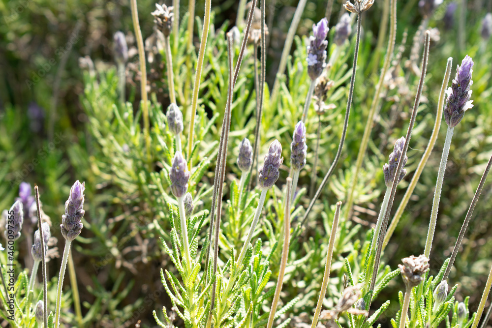 flowers in the grass flowers in the grass