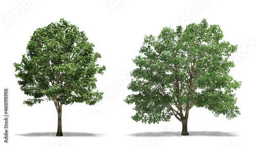 Basswood Plant Tree and American Basswood (Tilia Americana), Trees, Plants isolated on White Background, High Resolution