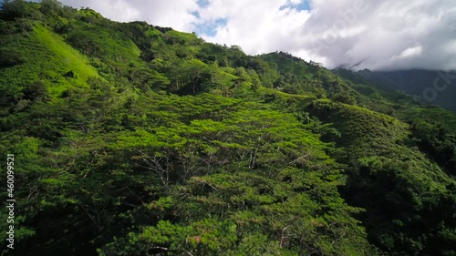 erial hawaii kauai kalihiwai jungle photo