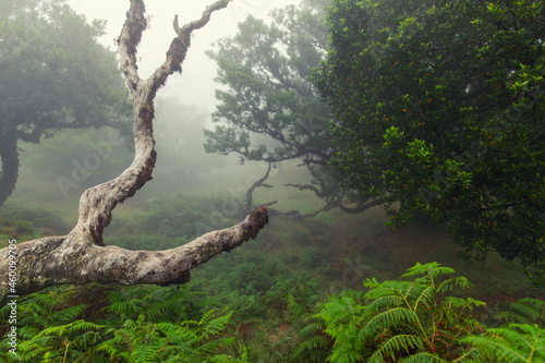 Posto Florestal Fanal (Mglisty las) Madeira Island, Portugal photo
